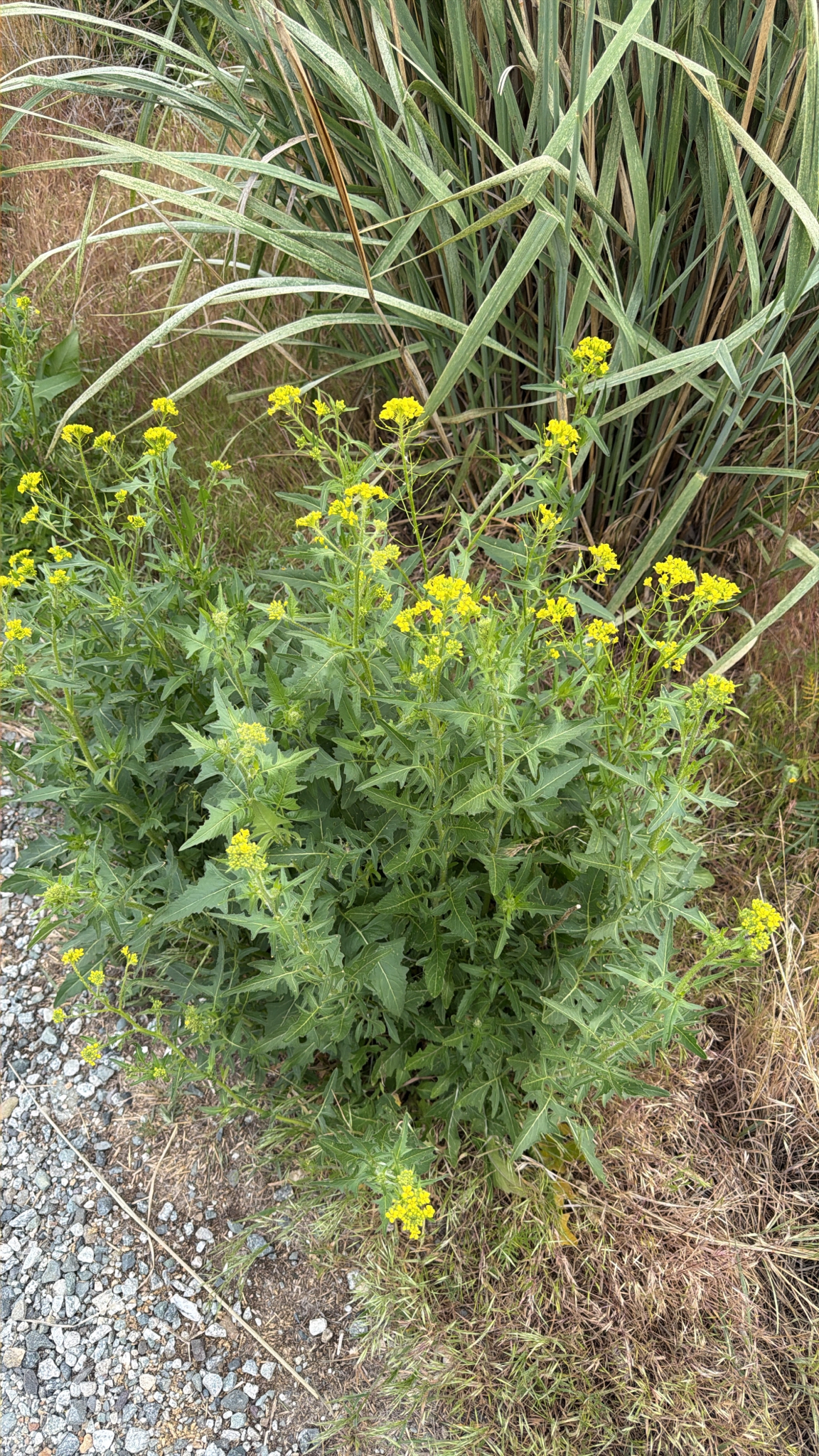 Sisymbrium loeselii