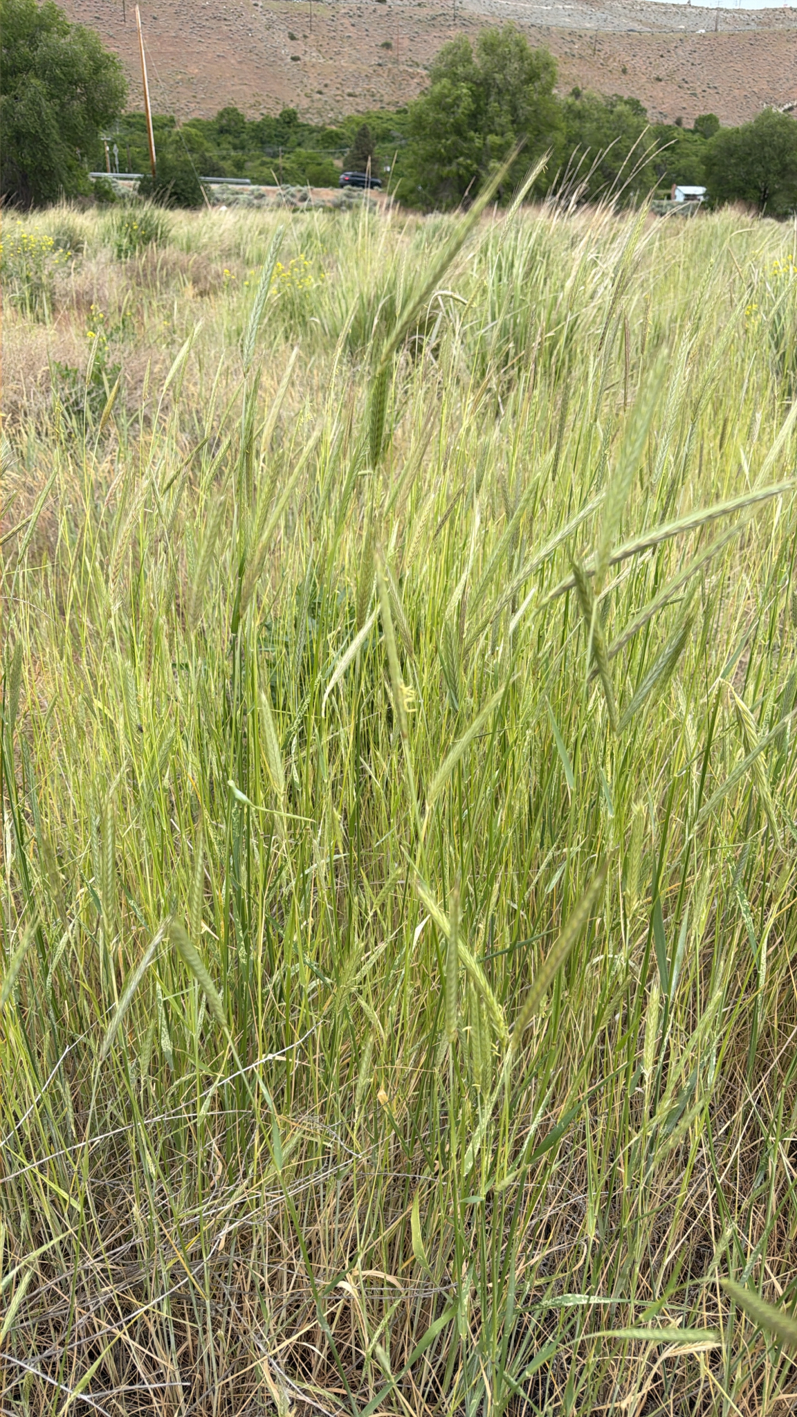 Secale cereale