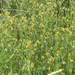 Common Fiddleneck