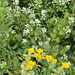 seep monkeyflower