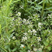watercress