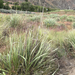 Great Basin Wildrye