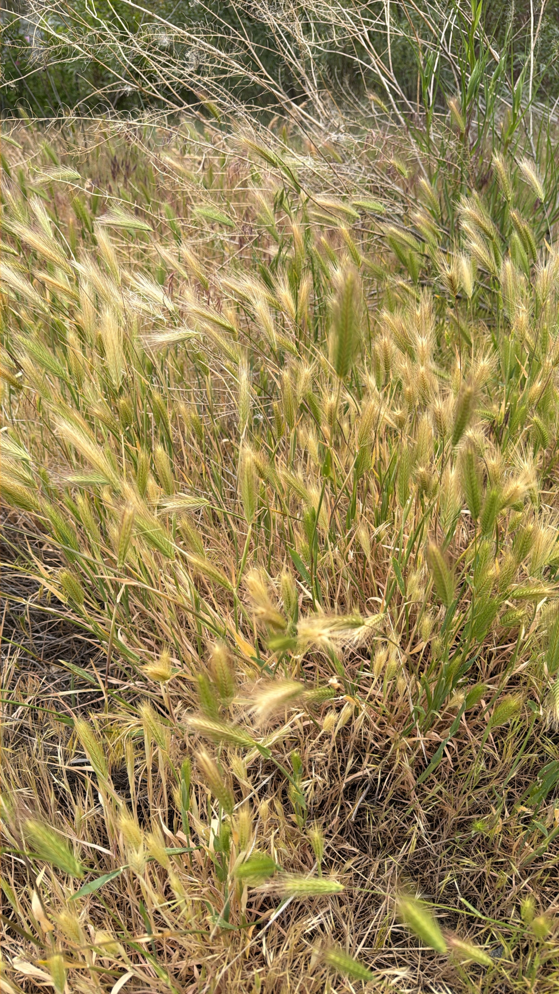 Hordeum
