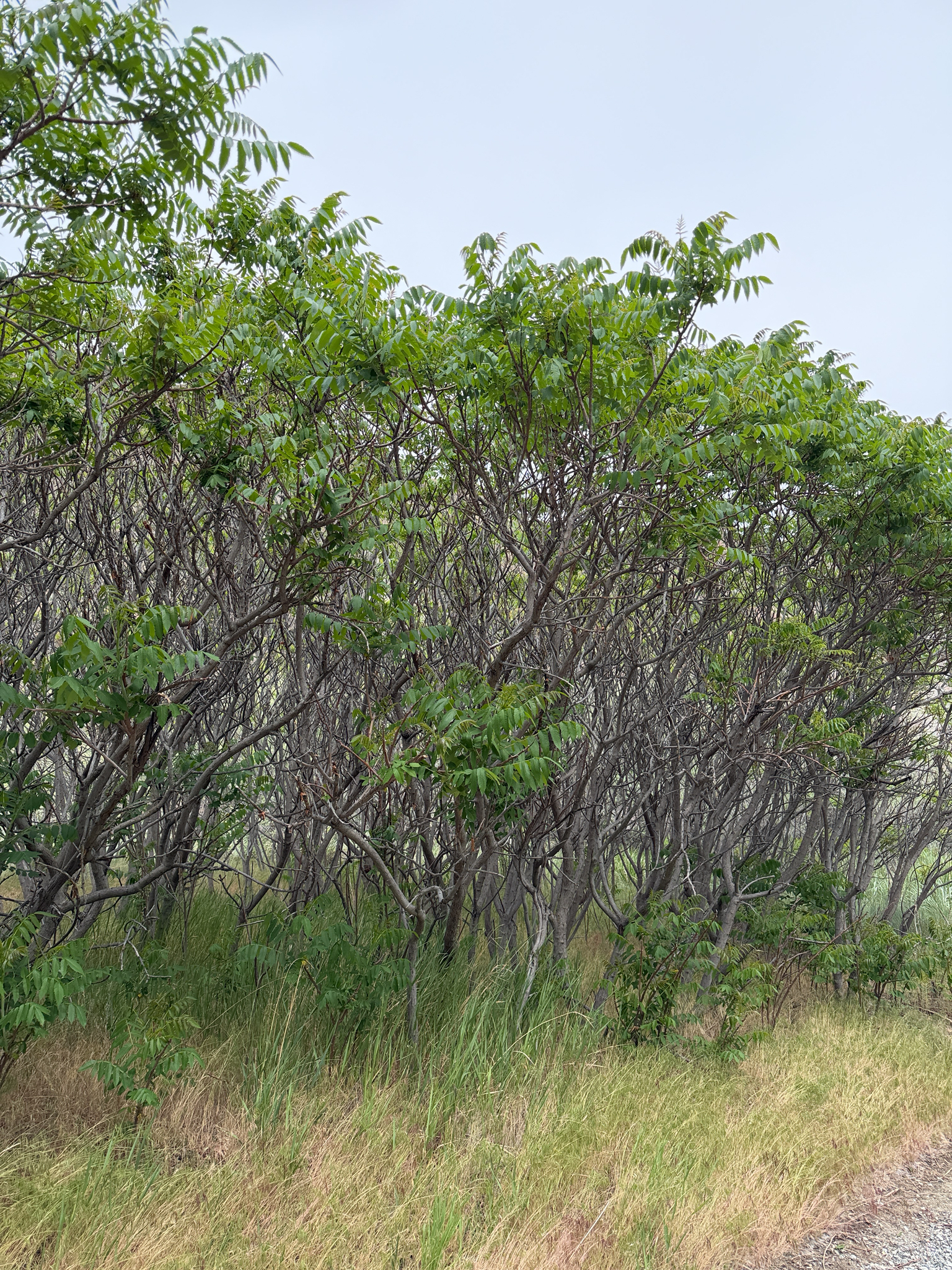 Rhus glabra