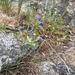 Chelan Penstemon