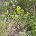 sulfur buckwheat