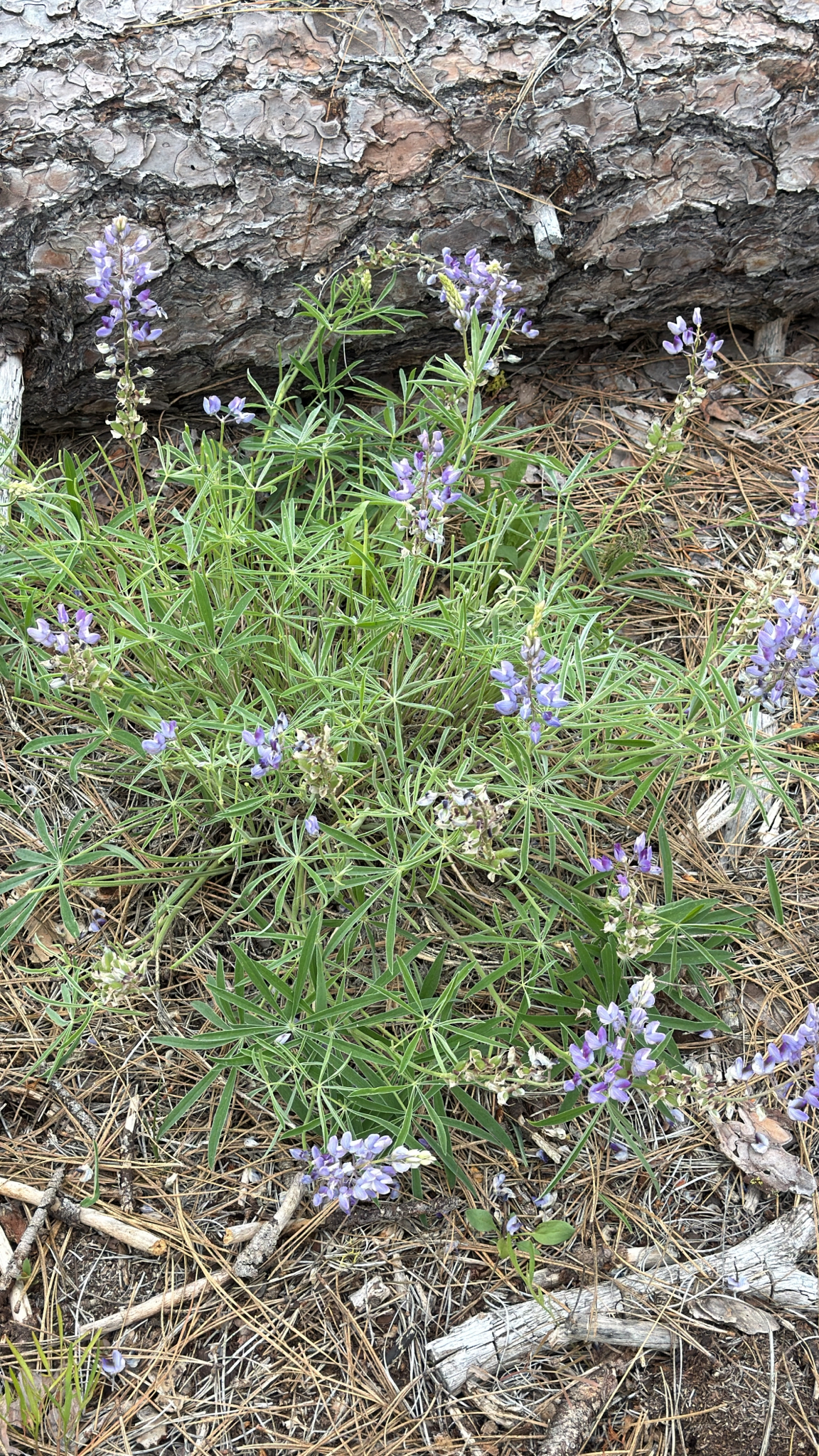 Lupinus arbustus