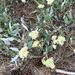 Arrowleaf Buckwheat