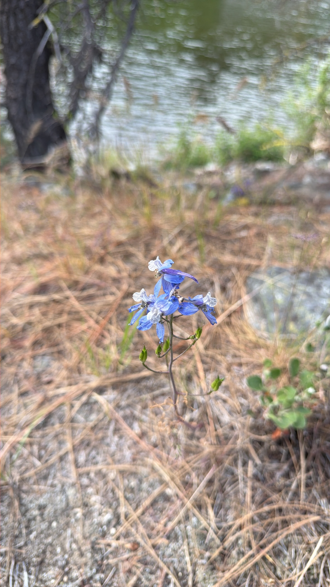 Delphinium nuttallianum