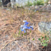 upland larkspur