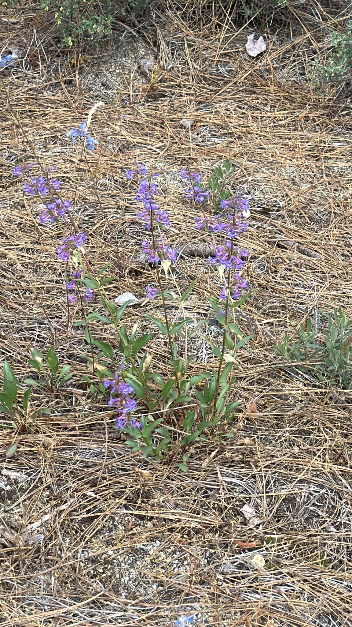 Penstemon pruinosus
