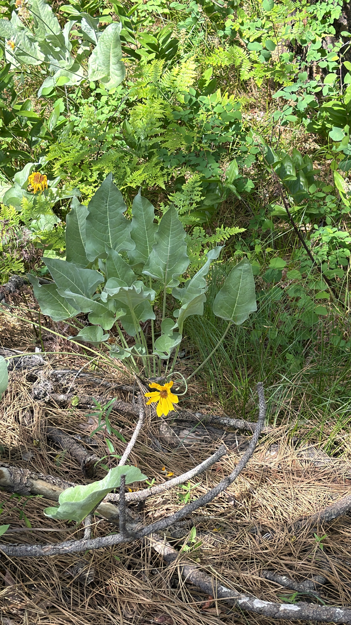 Balsamorhiza sagittata