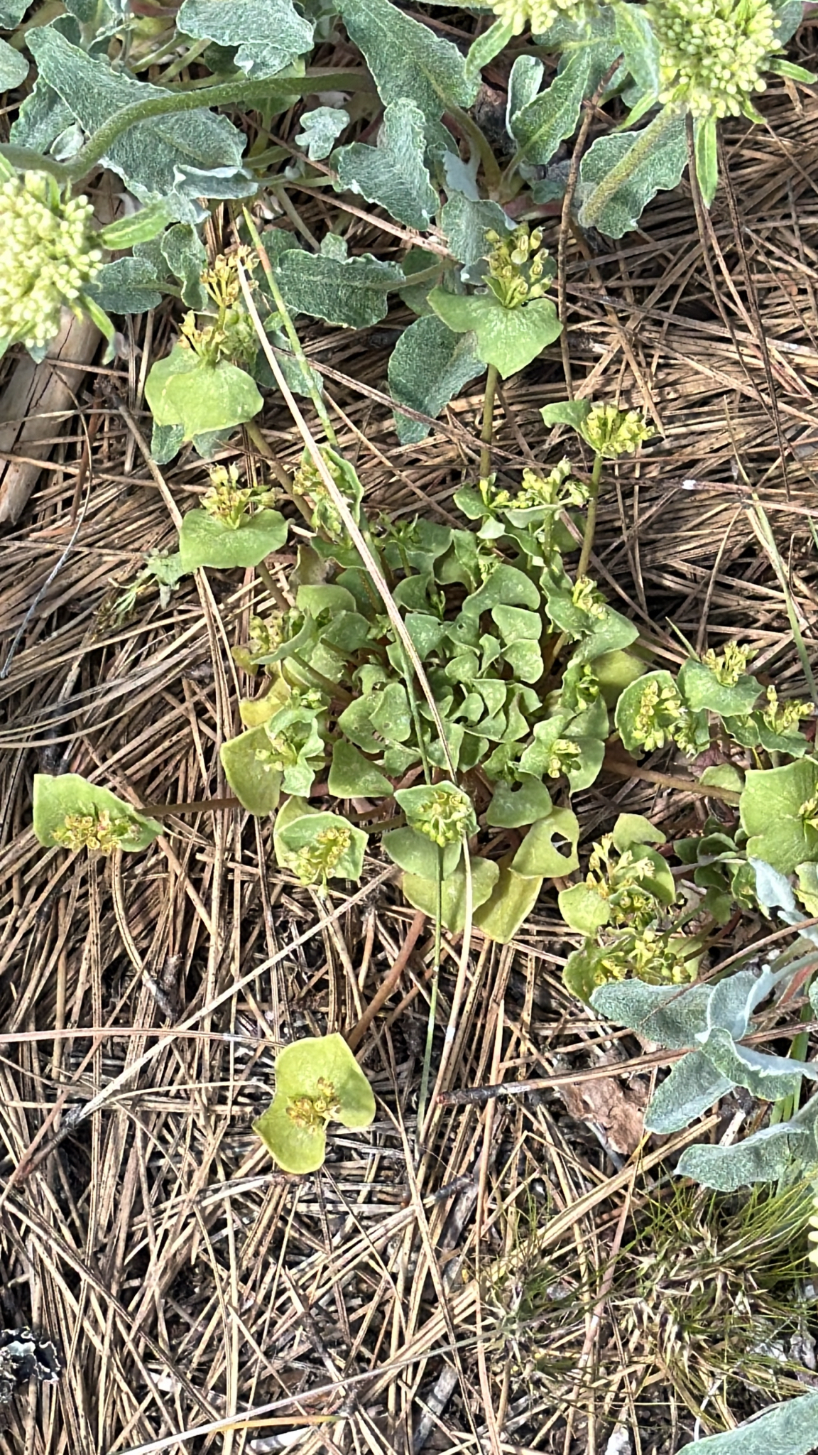Claytonia rubra