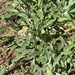 Silverleaf phacelia