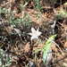 Lyall's Mariposa Lily