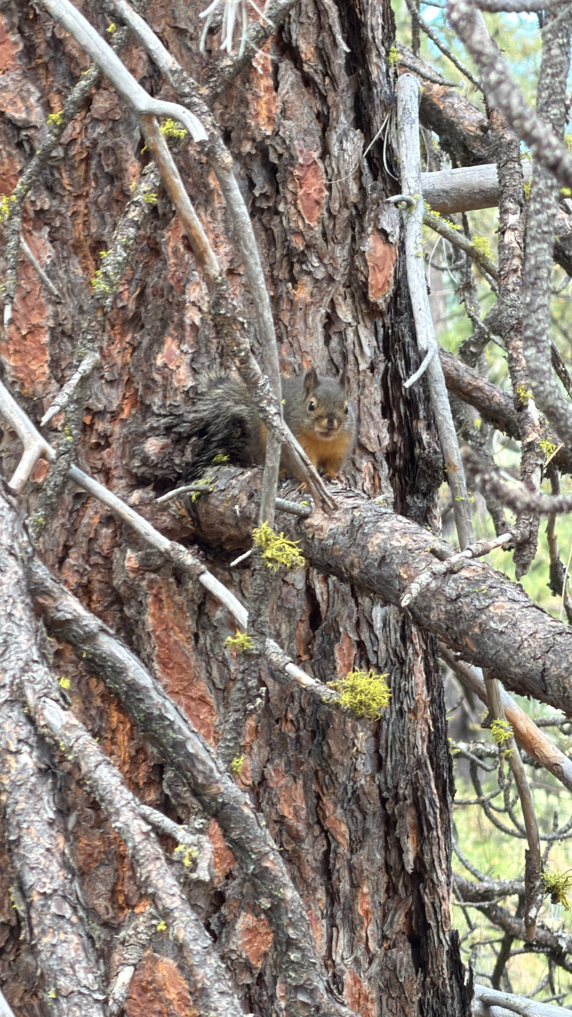 Tamiasciurus douglasii