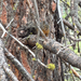 Douglas's Squirrel