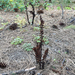 woodland pinedrops