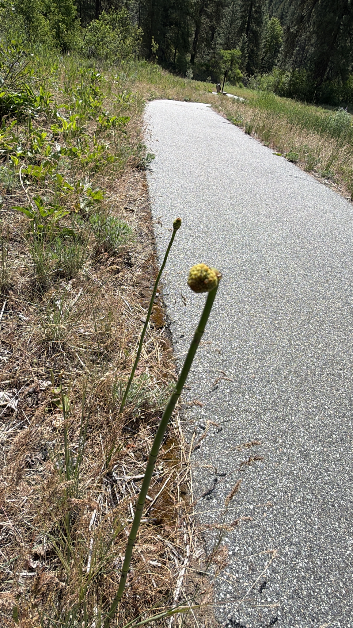 Equisetum laevigatum