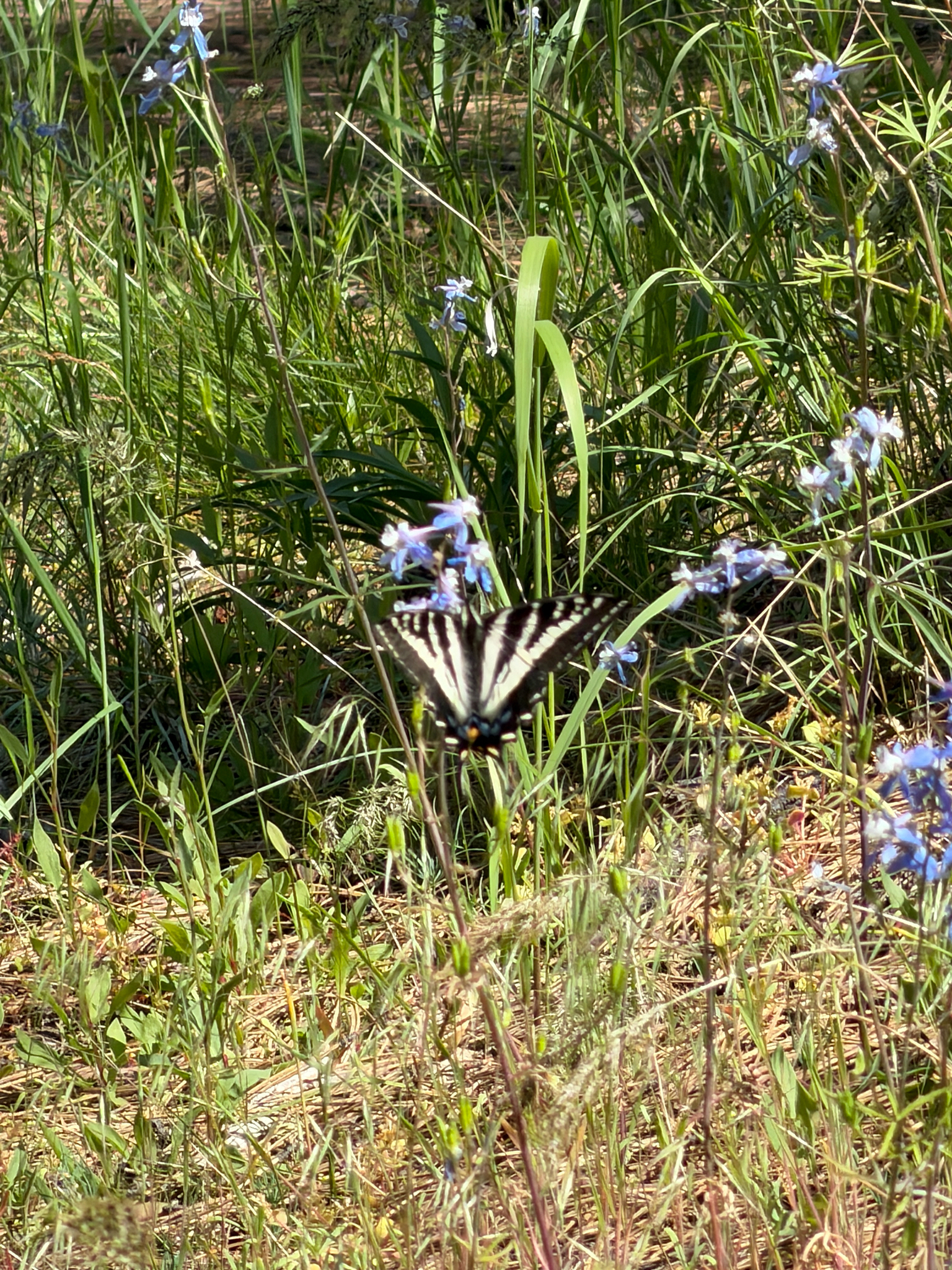 Papilio eurymedon