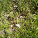 smallflower woodland star