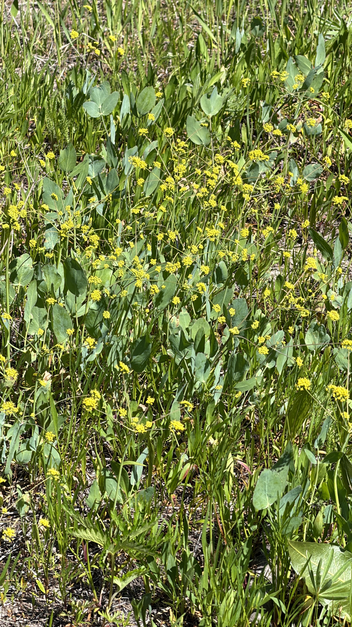 Lomatium nudicaule