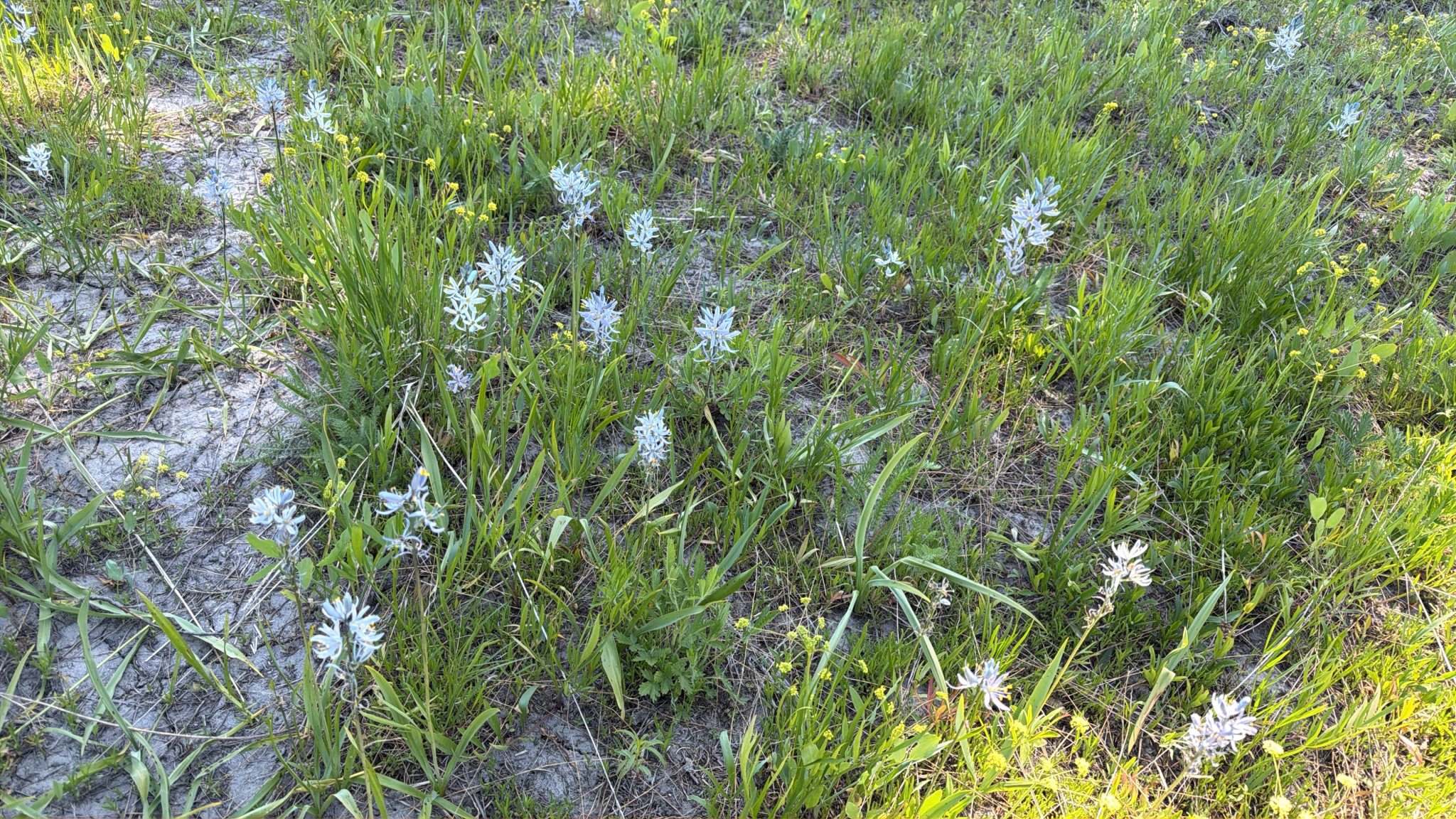 Camassia quamash