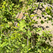 Western Meadow-rue