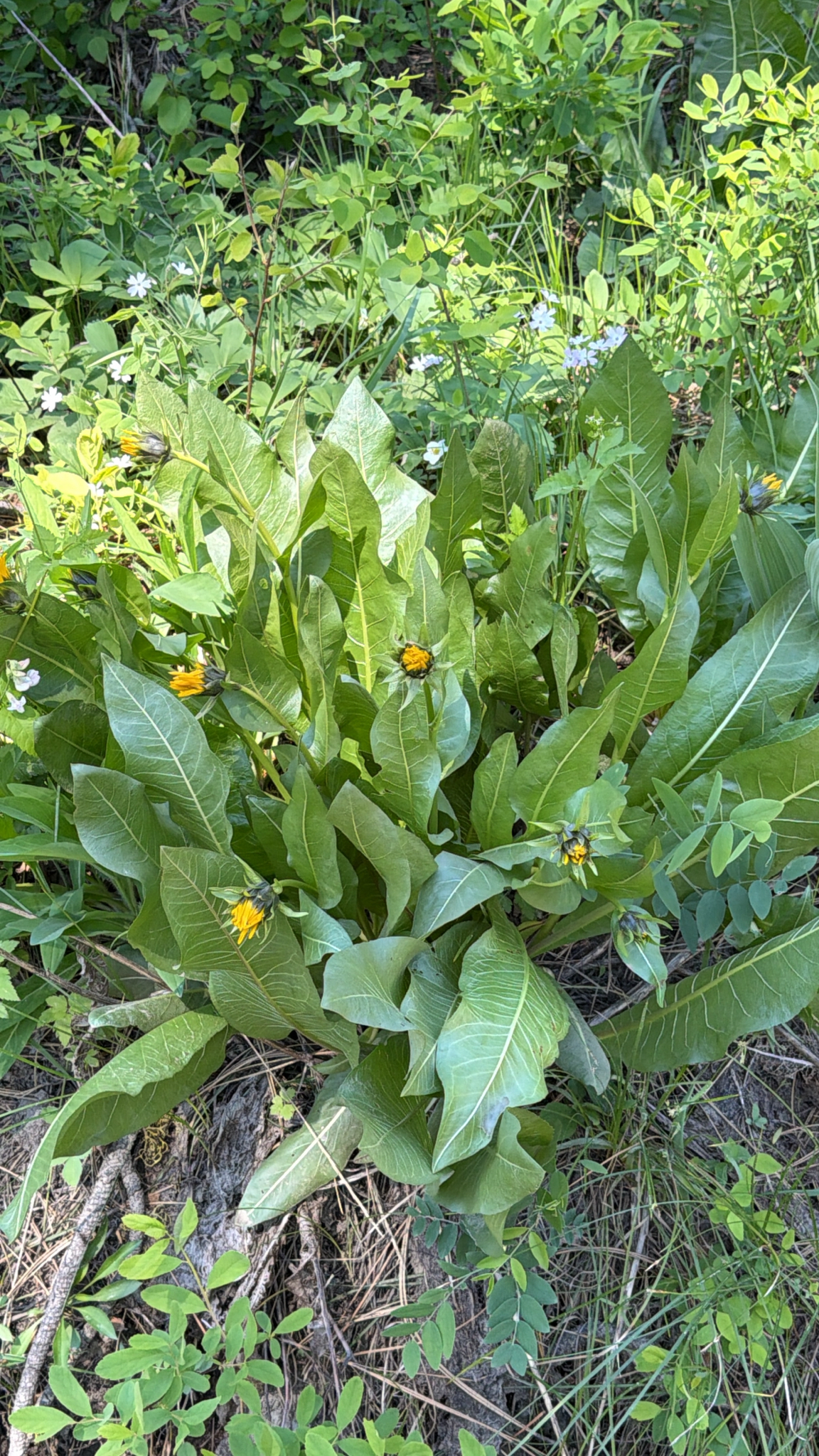 Wyethia amplexicaulis