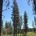 Western Ponderosa Pine