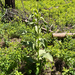 green false hellebore
