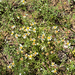 Tall western groundsel
