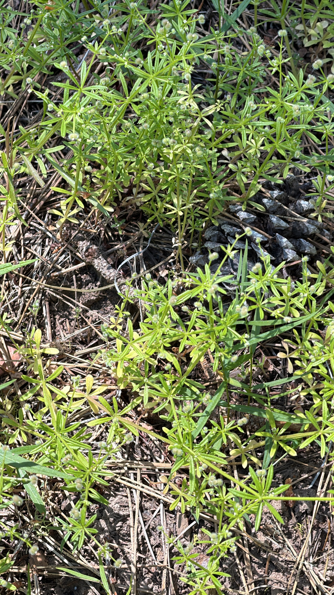 Galium