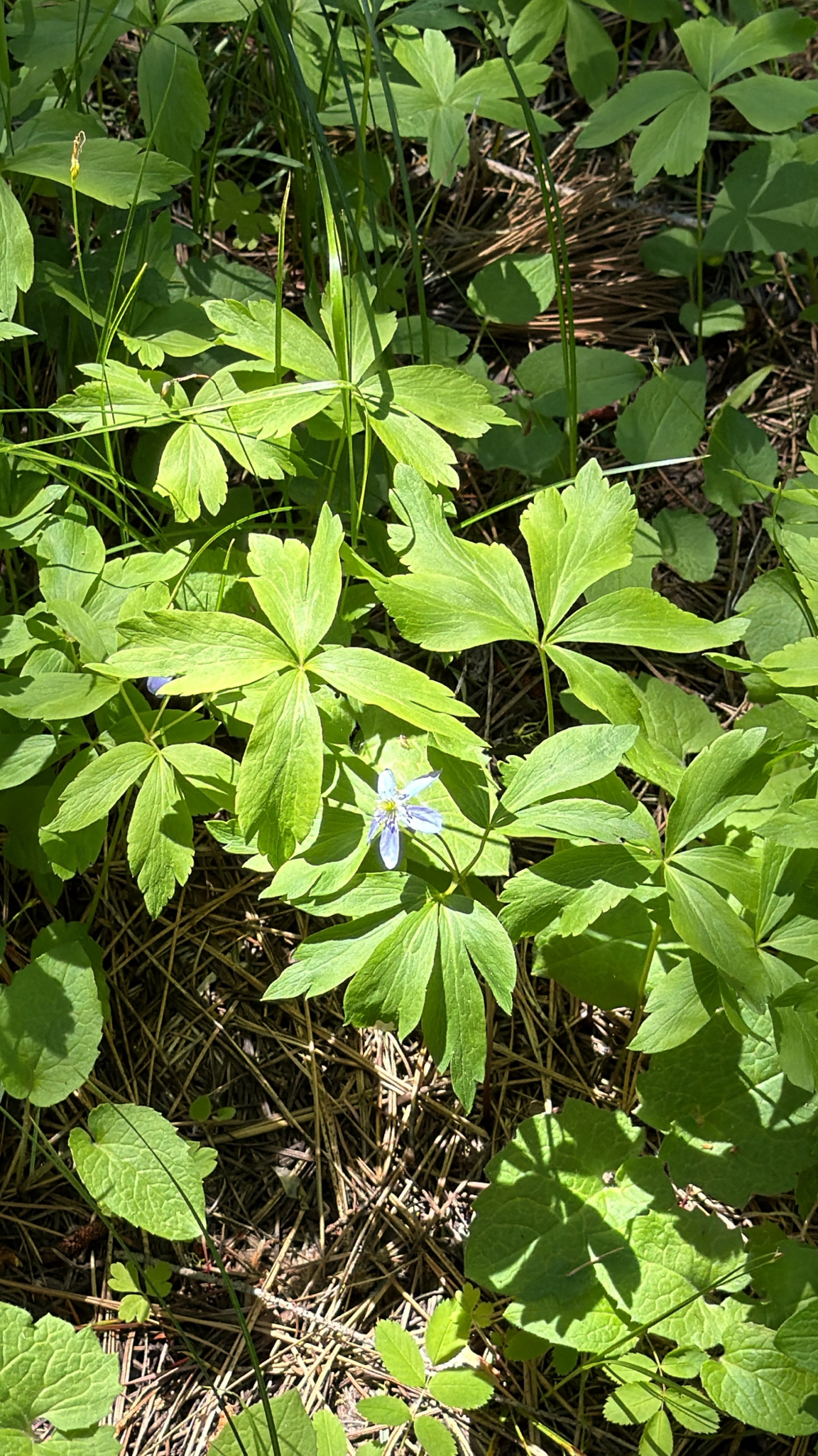 Anemonoides oregana
