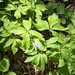 Oregon anemone