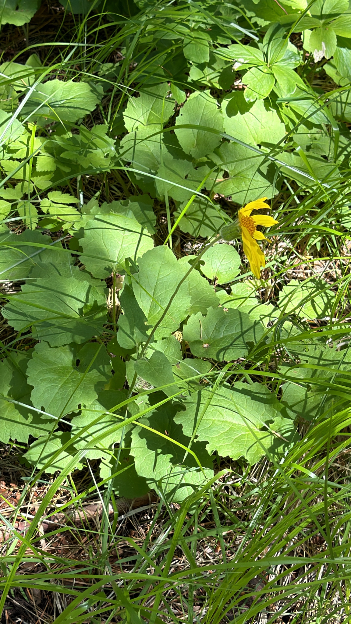 Arnica cordifolia