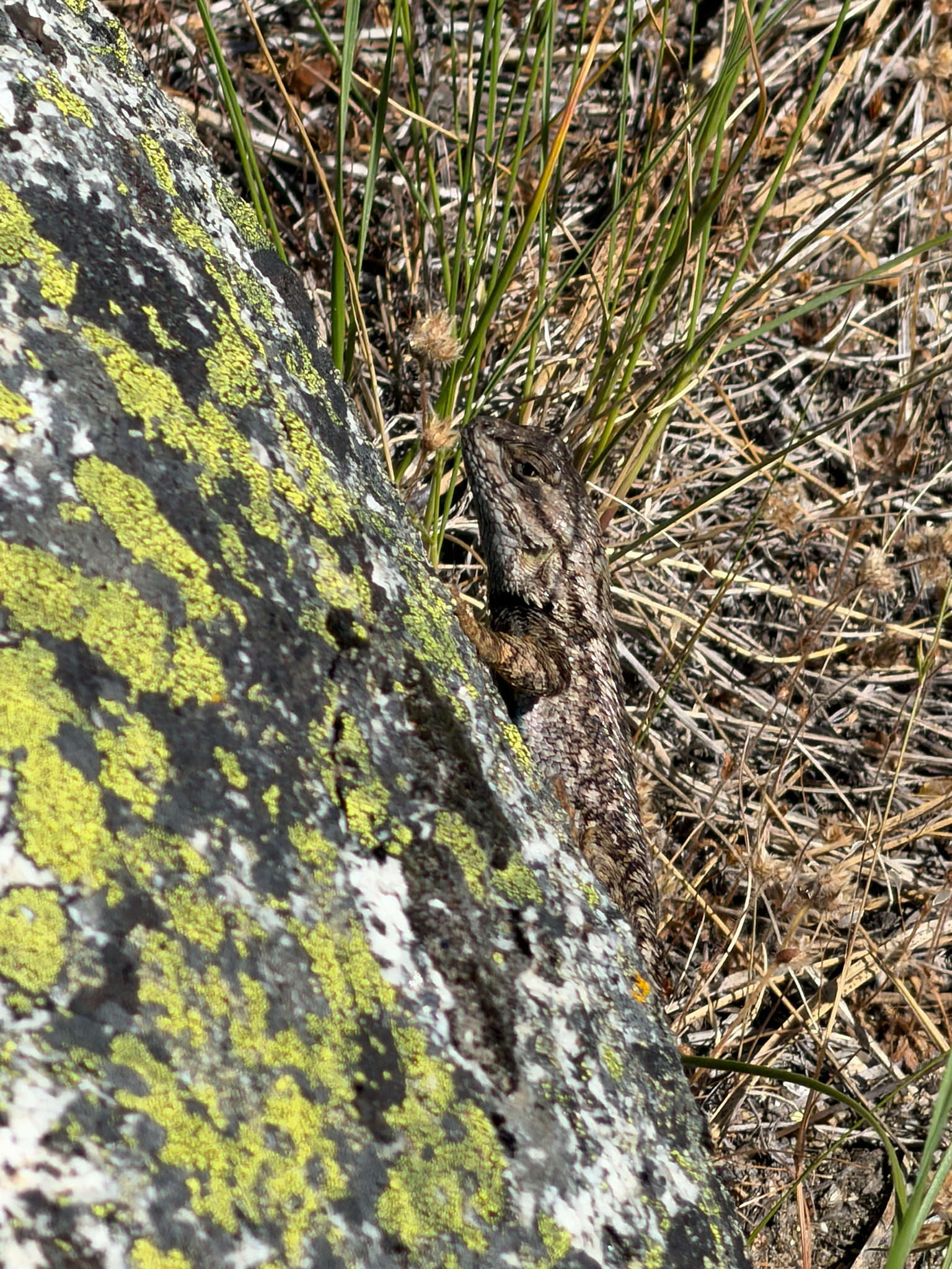 Sceloporus occidentalis