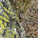 Western Fence Lizard
