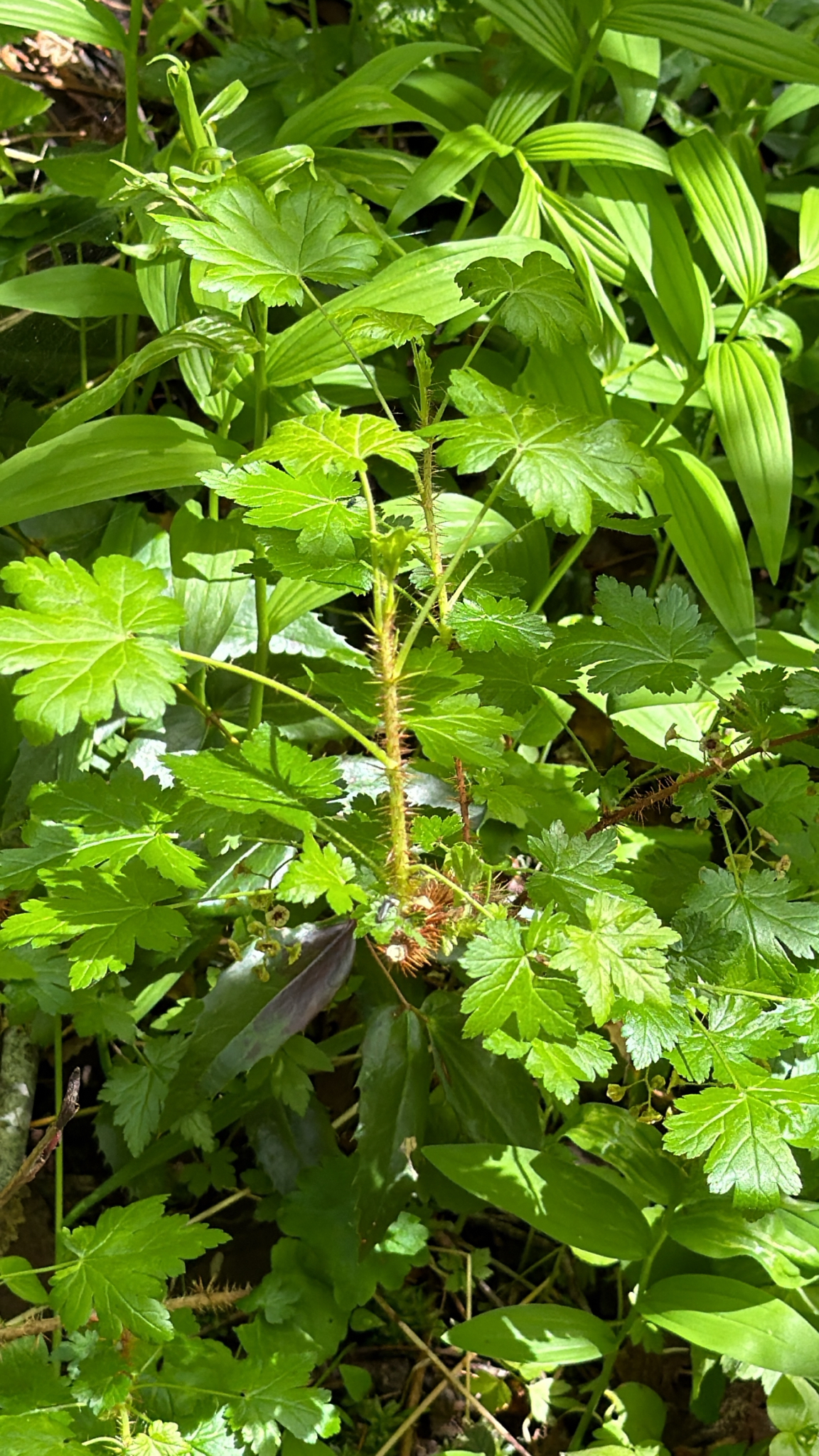 Ribes lacustre