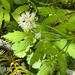 red baneberry