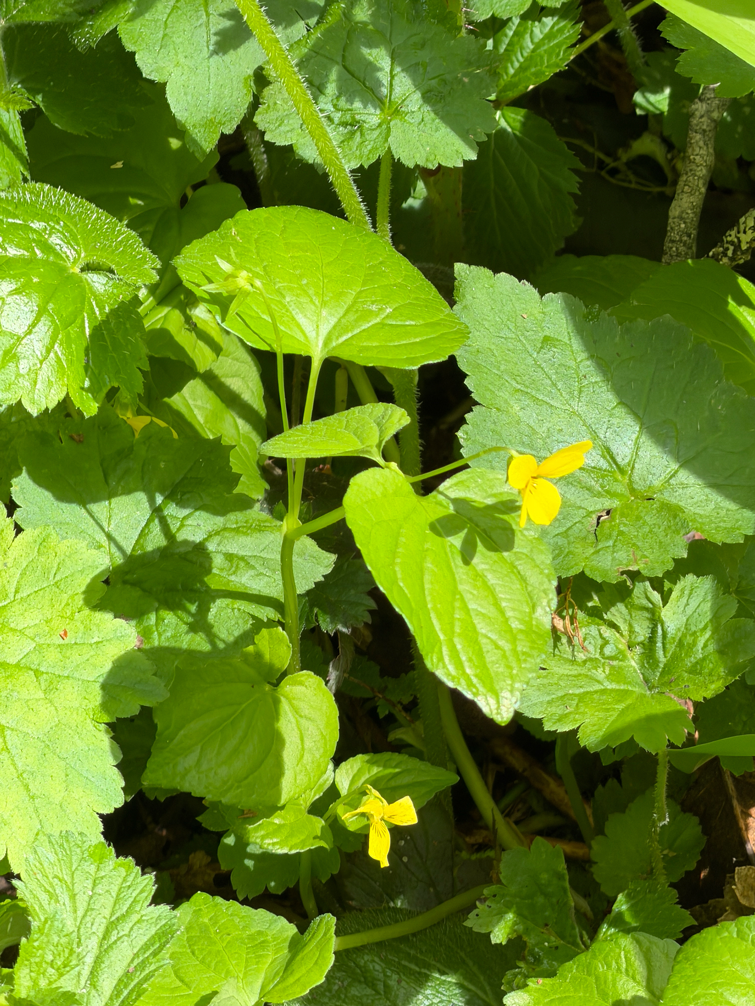 Viola glabella