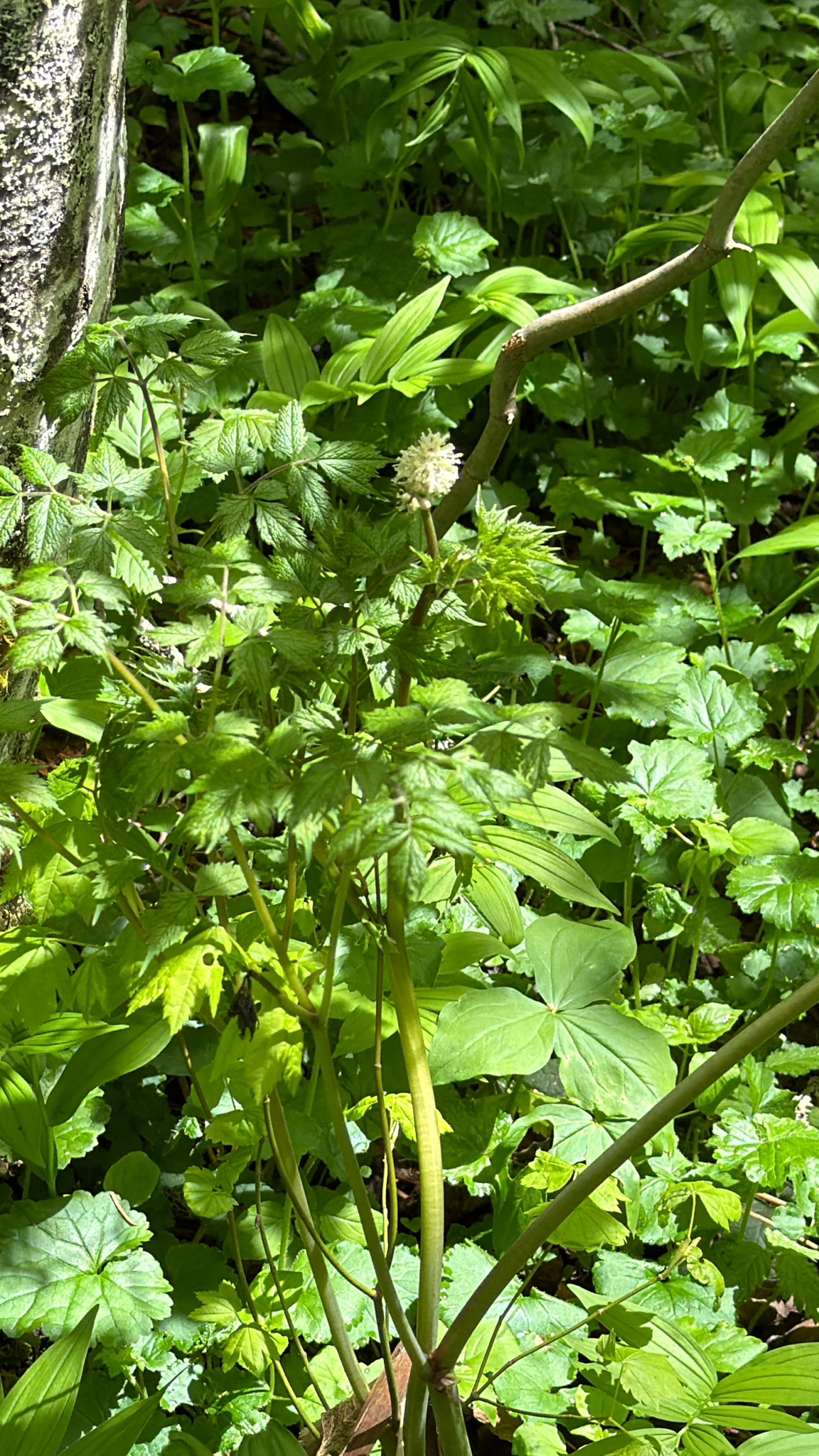 Valeriana sitchensis