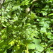Sitka valerian
