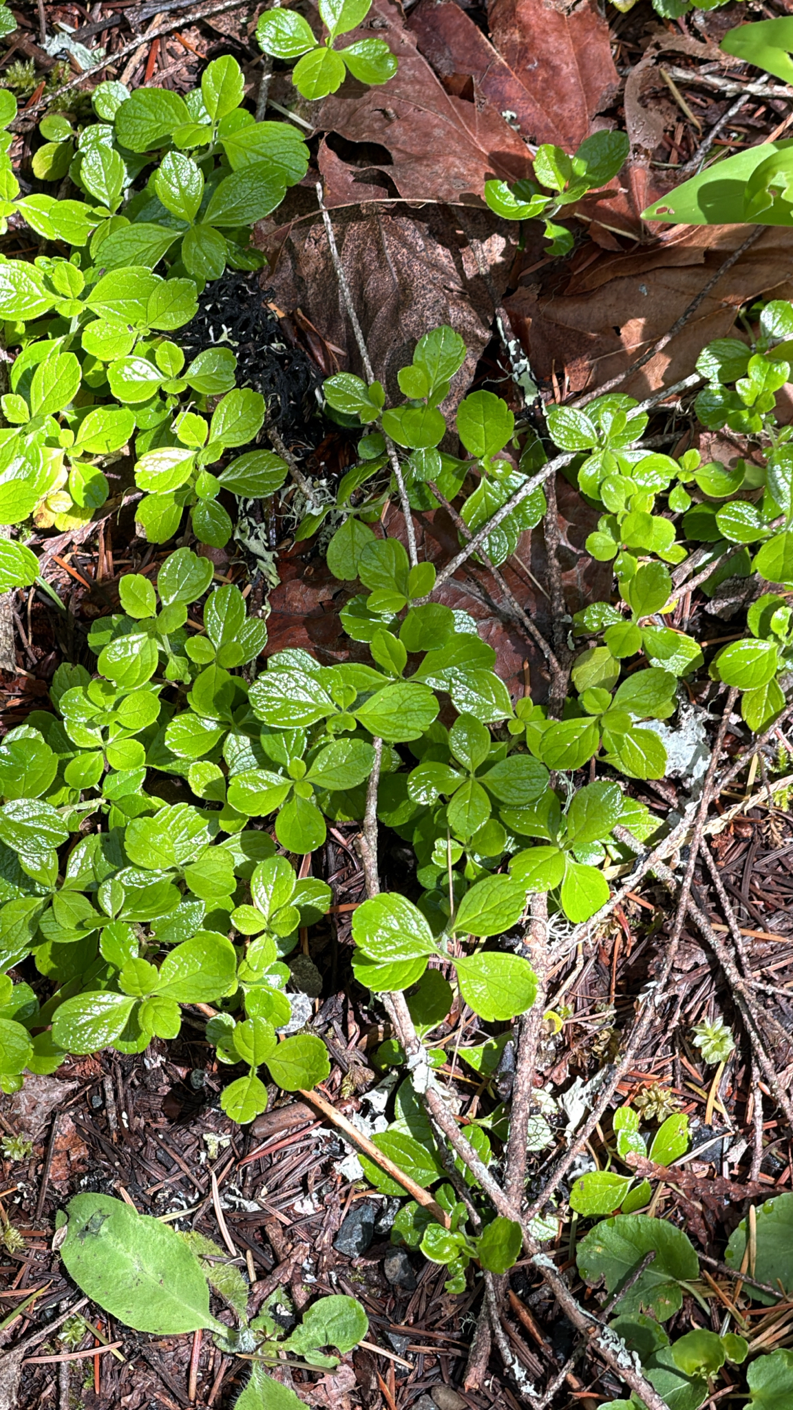 Linnaea borealis