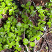 Twinflower