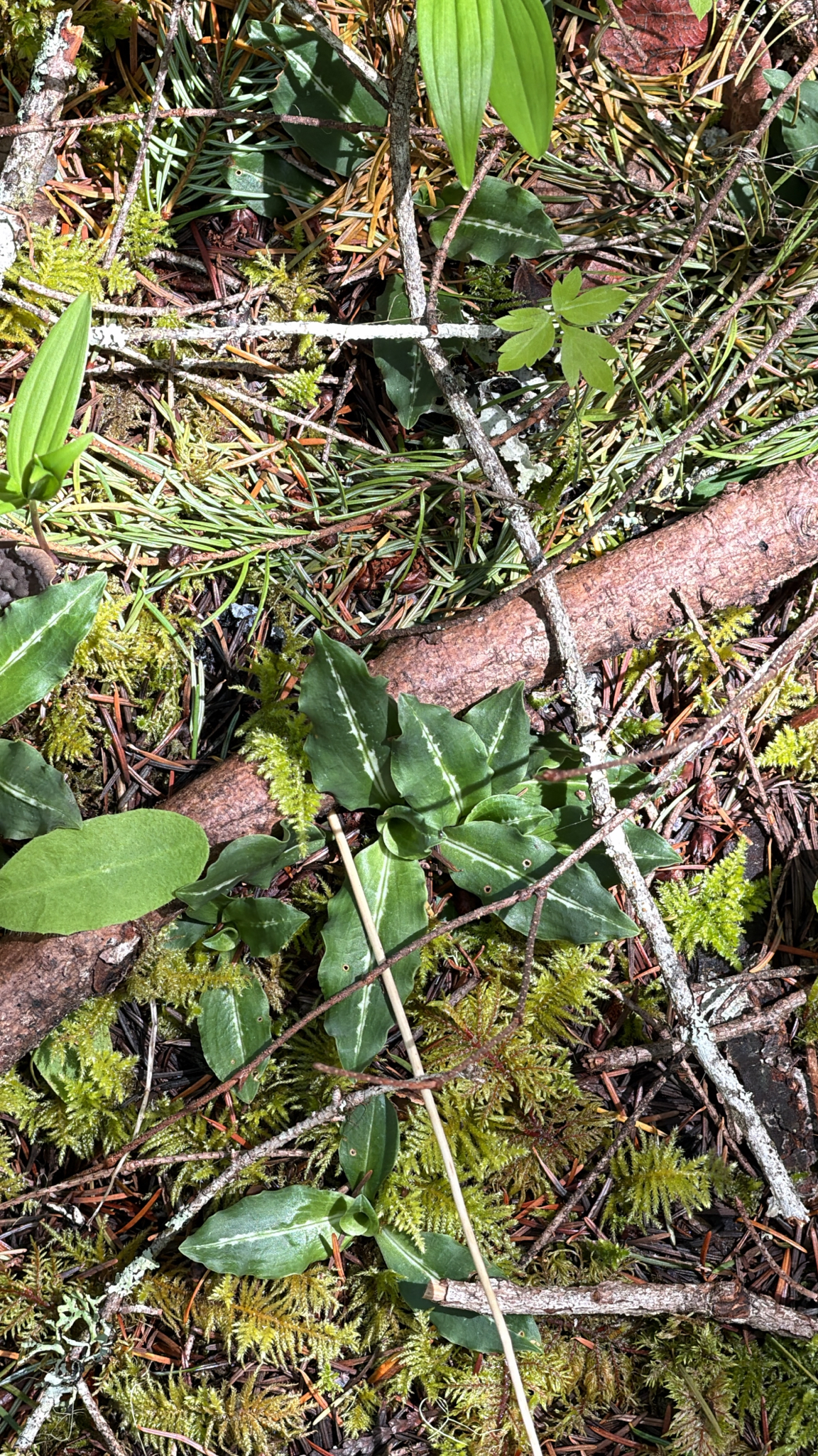 Goodyera oblongifolia