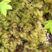 stairstep moss