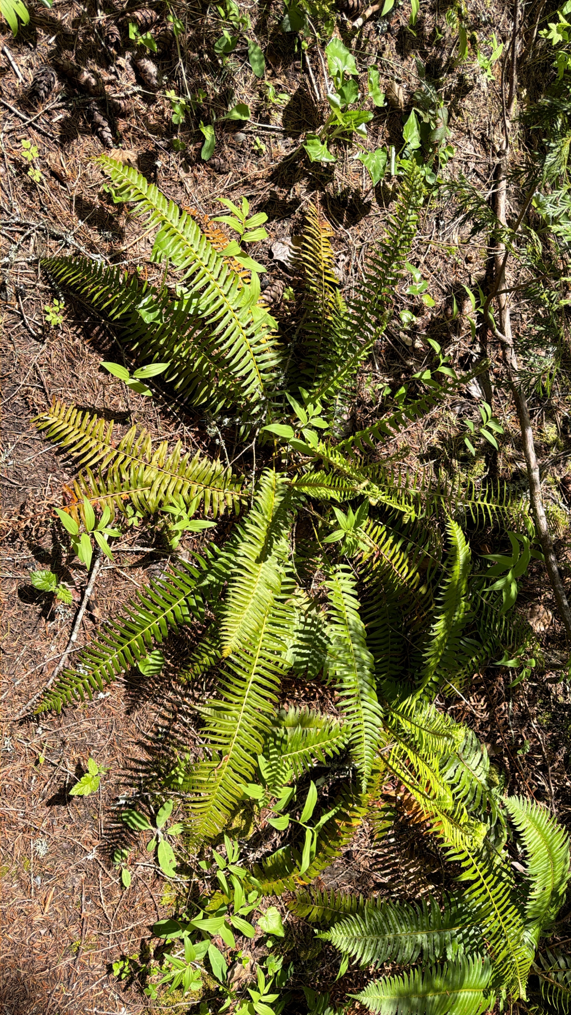 Polystichum munitum