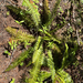western sword fern