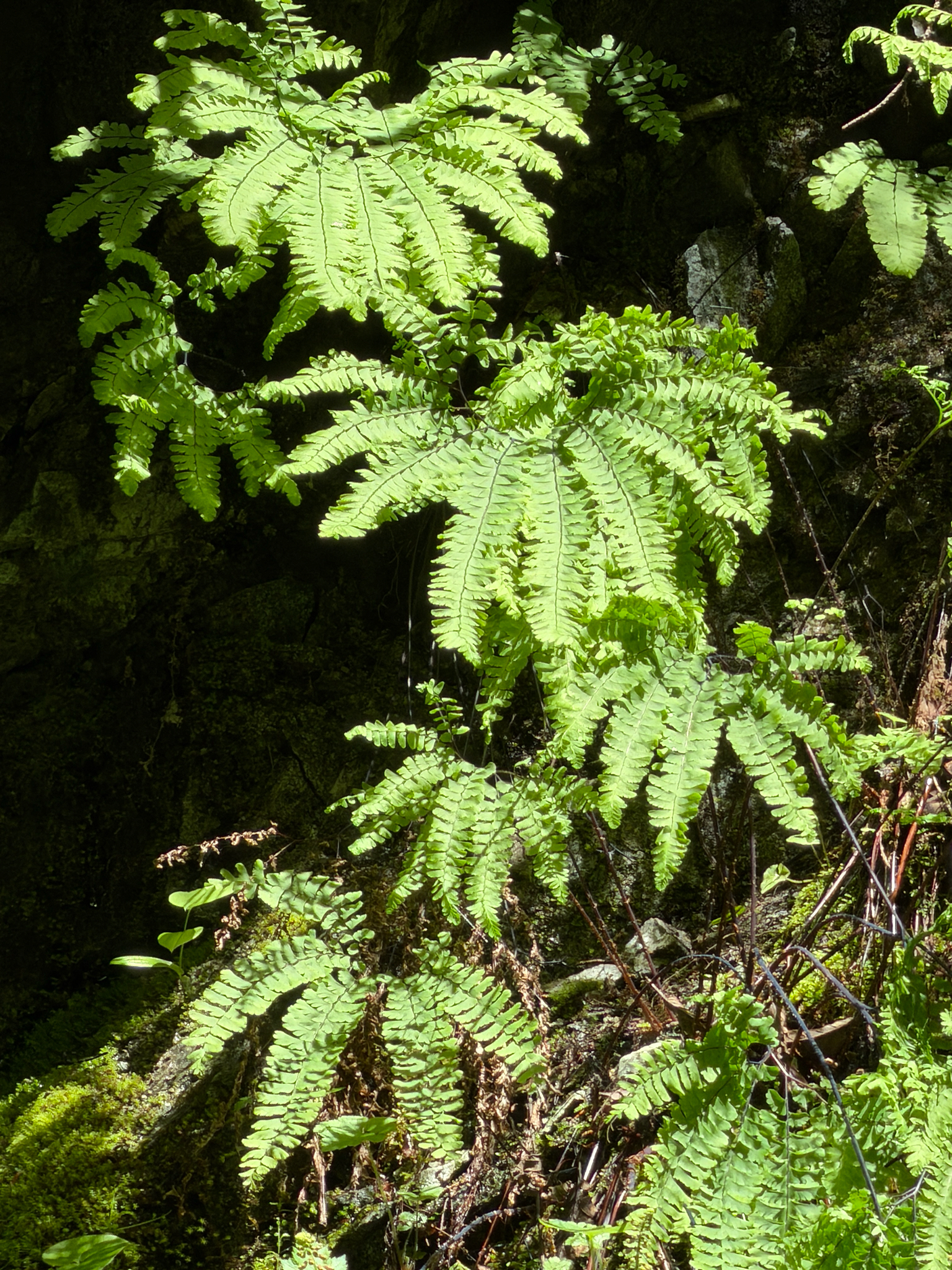 Adiantum aleuticum